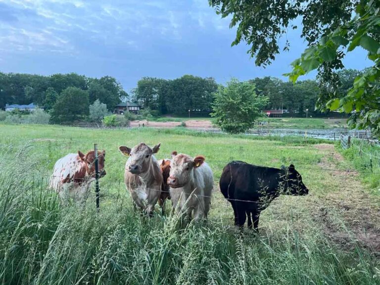 a79e836a 165c 41b6 ab34 415f681eb346 768x576